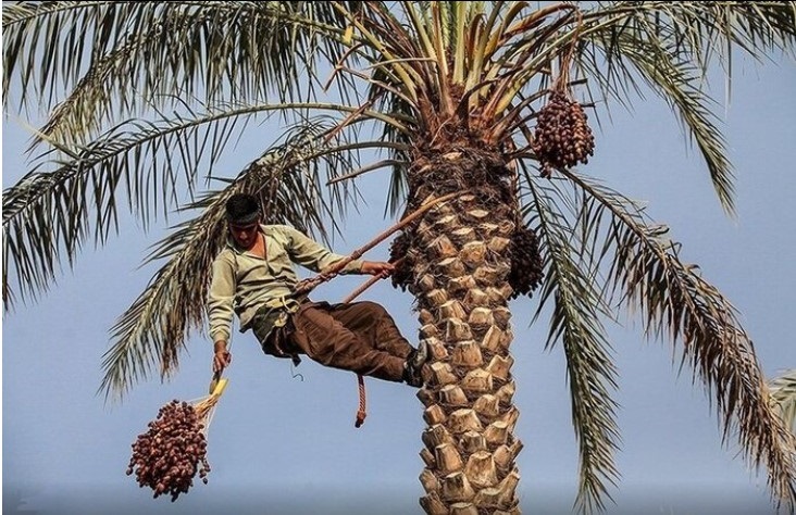 قیروکارزین؛ پیش‌بینی برداشت ۱۲۰ هزار تن خرما با چالش صنایع تبدیلی