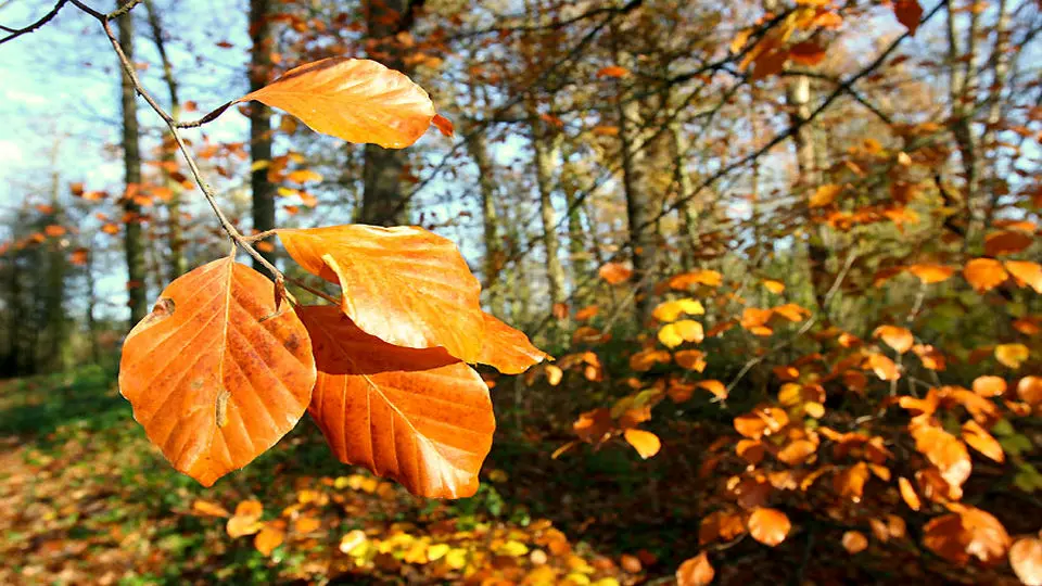 پیش‌بینی سازمان هواشناسی از ورود سامانه بارشی جدیدی به کشور