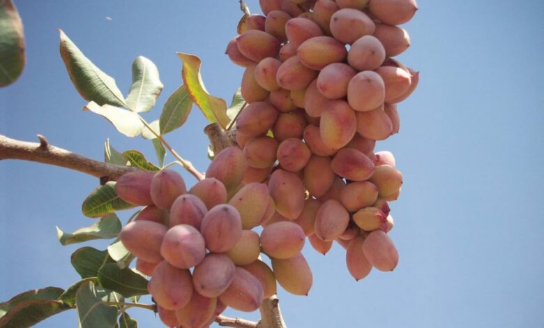 پسته 1