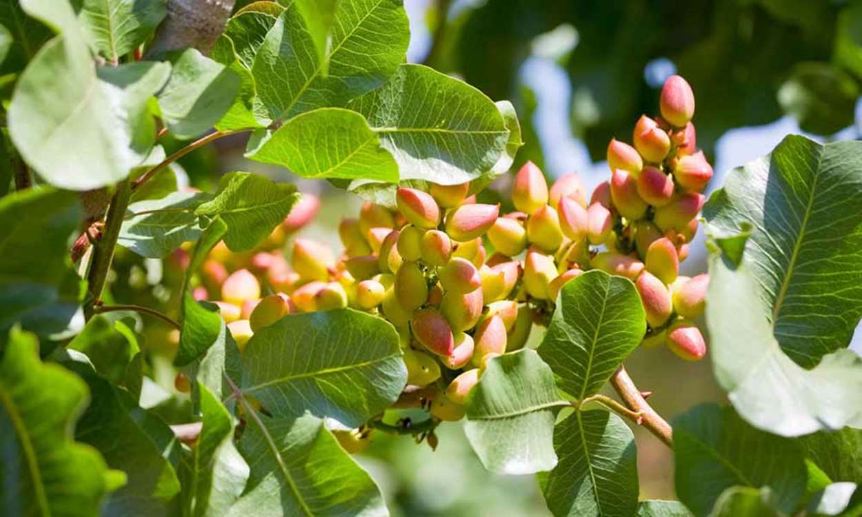 برداشت پسته از سطح ۳۲ هزار هکتار از باغات استان فارس آغاز شد