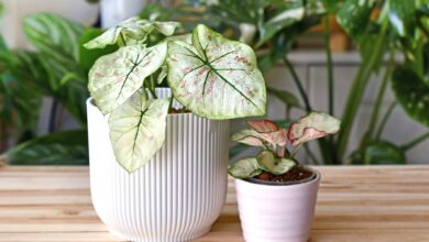 کالادیوم Caladium