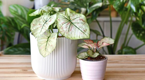 کالادیوم Caladium