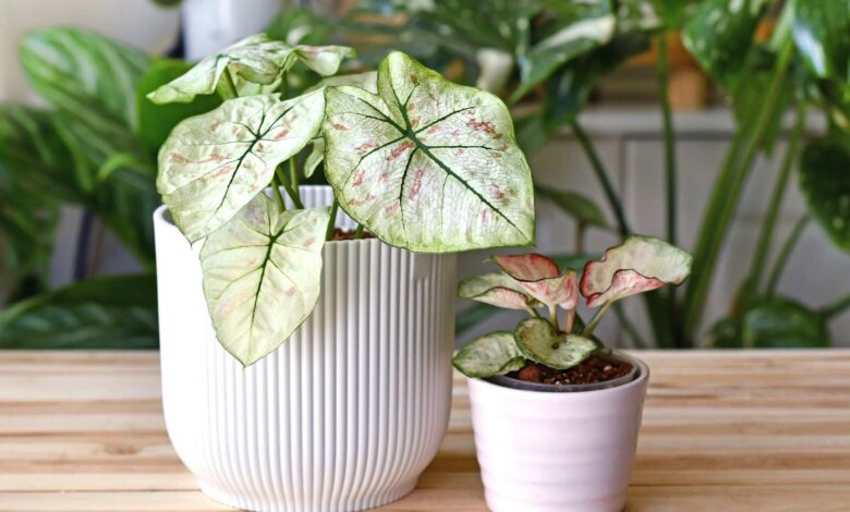 کالادیوم Caladium