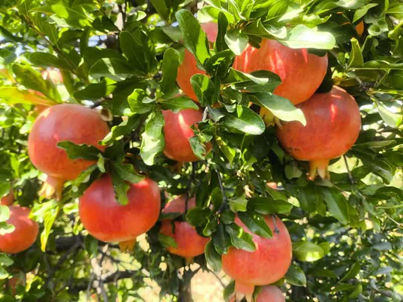 ارسال ۷۸۰۰ تن انار بیضا به میادین میوه و تره بار فارس و دیگر استان‌ها