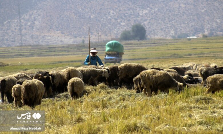 برنج رامجرد