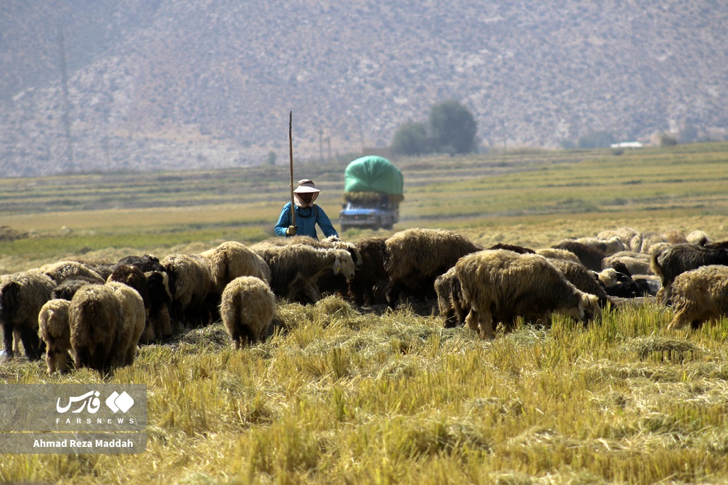 تصاویر برداشت شلتوک برنج کامفیروزی و لنجانی از مزارع رامجرد و درودزن
