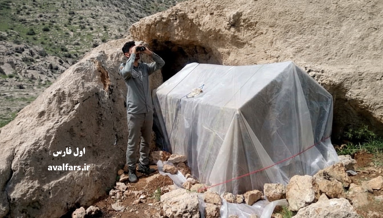 ثبت فیلمی حیرت‌انگیز از پلنگ ایرانی در پارک ملی بمو شیراز