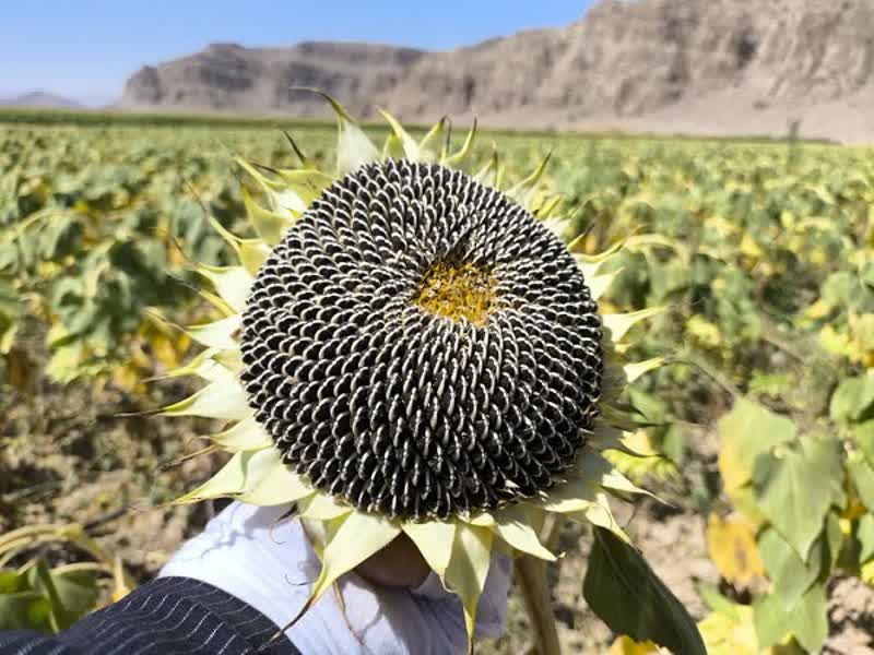 ۶۰ تن تخمه آفتابگردان از مزارع کشاورزان بیضا برداشت شد