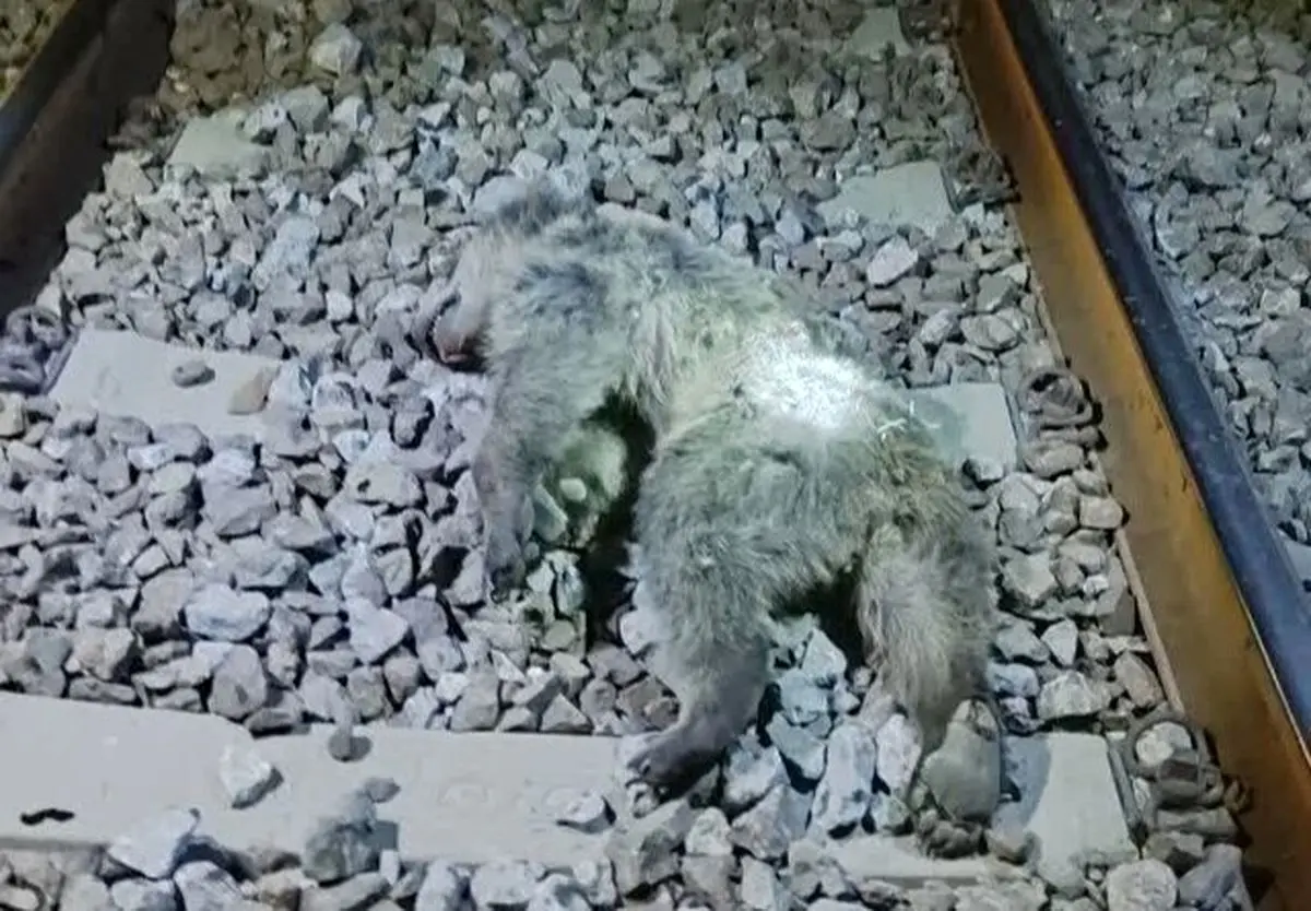 مرگ غم‌انگیز دو توله خرس قهوه‌ای زیر چرخ‌های قطار در نزدیکی کوه خرسی مرودشت