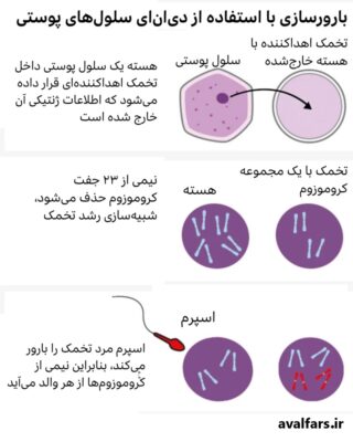 جنین