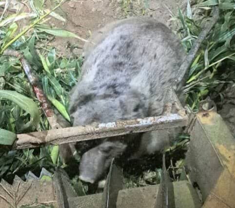 خرس قهوه ای