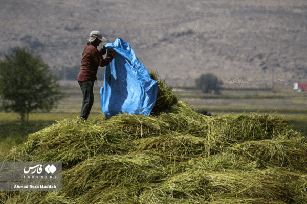 مزارع رامجرد و درودزن 12