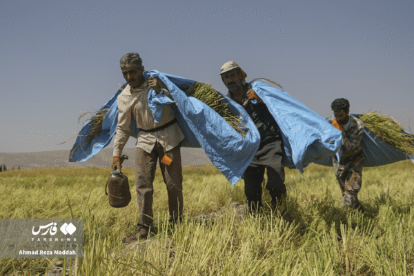 مزارع رامجرد و درودزن 13