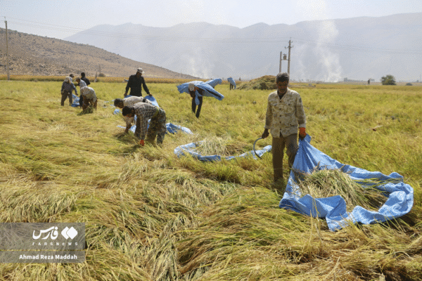 مزارع رامجرد و درودزن 14