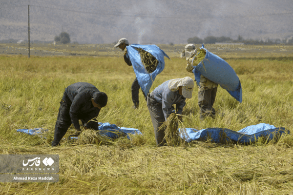 مزارع رامجرد و درودزن 15