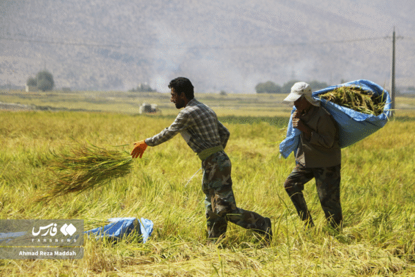 مزارع رامجرد و درودزن 17