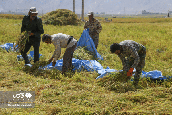 مزارع رامجرد و درودزن 18