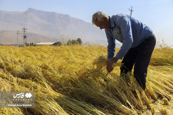 مزارع رامجرد و درودزن 19