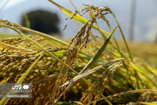 مزارع رامجرد و درودزن 20