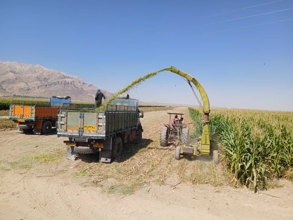 برداشت ذرت علوفه‌ای از ۹۰۰ هکتار مزارع شهرستان سرچهان