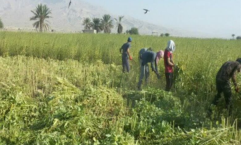 کنجد