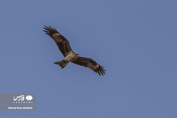 کورکورهای سیاه 10