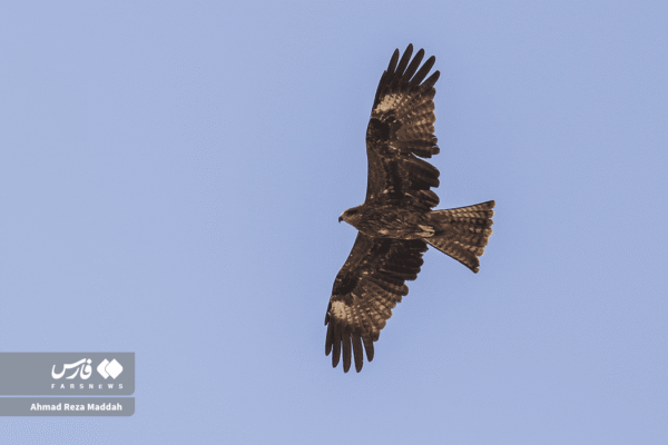 کورکورهای سیاه 11