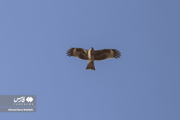 کورکورهای سیاه 12