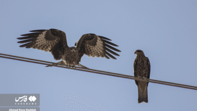 تجمع کورکورهای سیاه بر روی دکلهای برق اطراف شیراز 3 کورکورهای سیاه 13