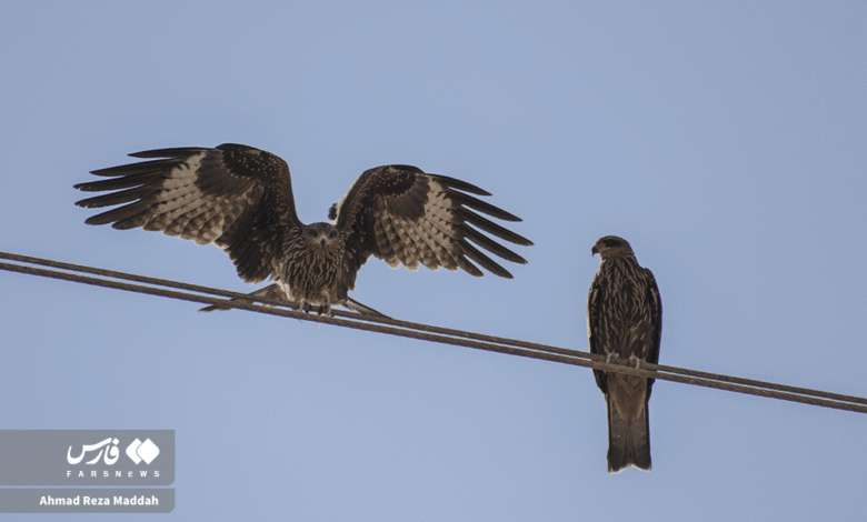 کورکورهای سیاه 13