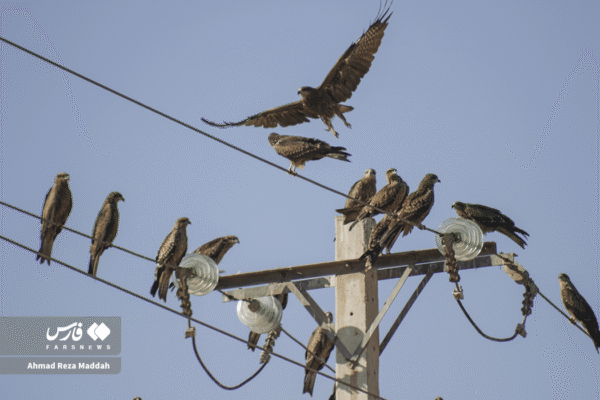 کورکورهای سیاه 14