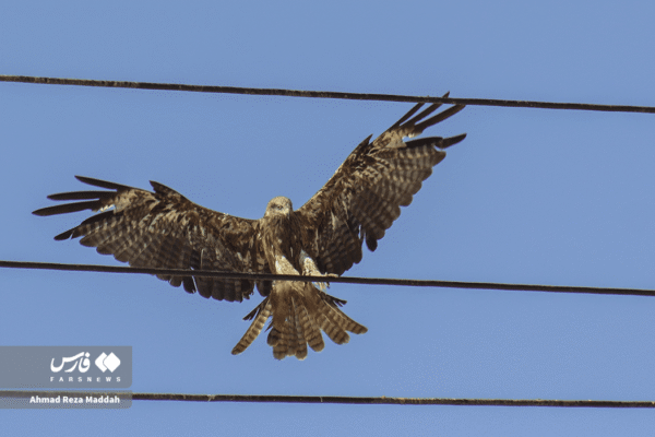 کورکورهای سیاه 15