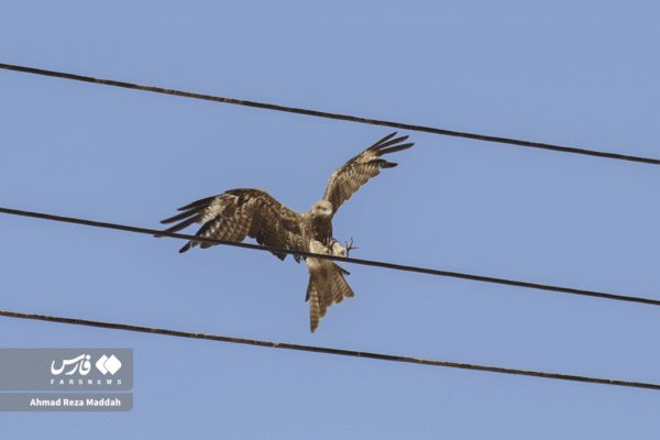 کورکورهای سیاه 16