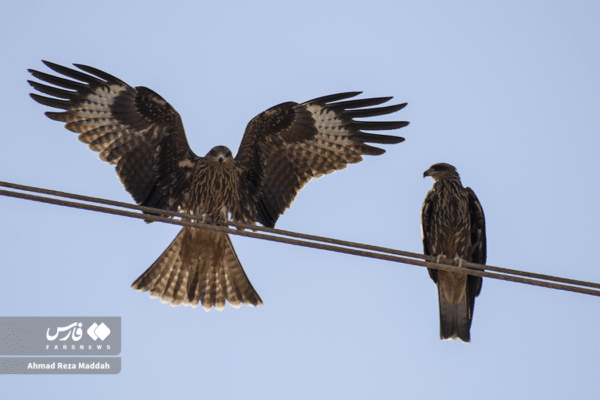 کورکورهای سیاه 17