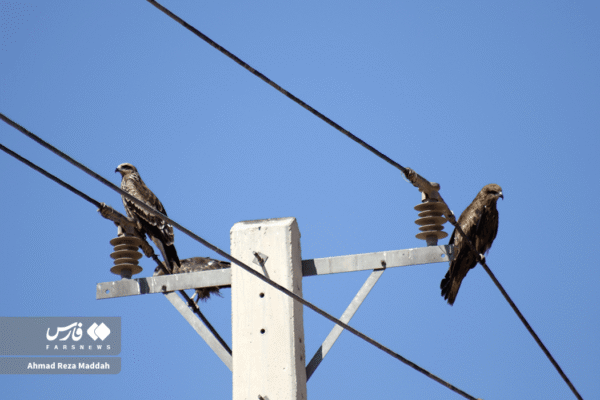 کورکورهای سیاه 18