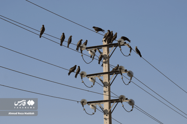 کورکورهای سیاه 19