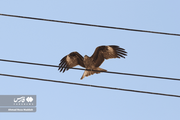 کورکورهای سیاه 2