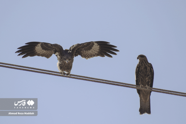 کورکورهای سیاه 3