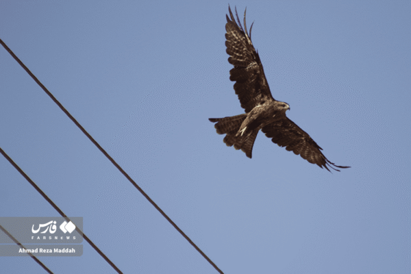 کورکورهای سیاه 4