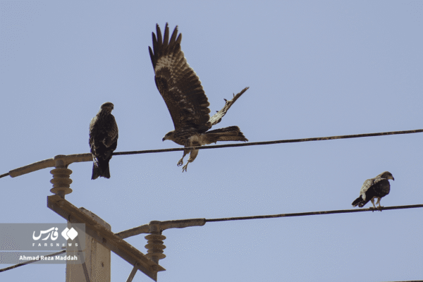 کورکورهای سیاه 5