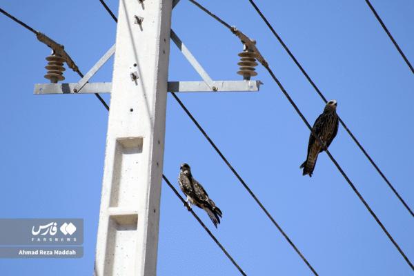 کورکورهای سیاه 6