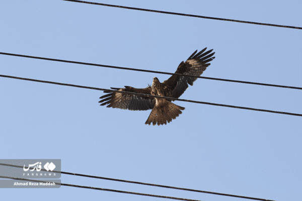 کورکورهای سیاه 8