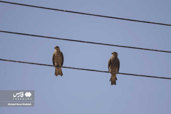 کورکورهای سیاه 9