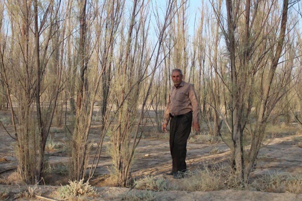 فیلم | زنده کردن ۸۵ هکتار شوره‌زار در زرین دشت توسط راننده کامیون