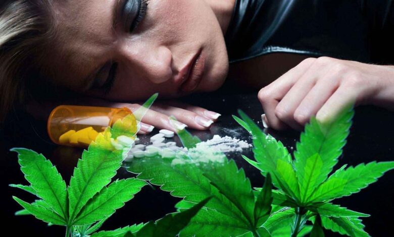 مشاور اجتماعی کلانتری ۱۱ جهرم در خصوص «گل» و «حشیش» هشدار داد 1 گلحشیش