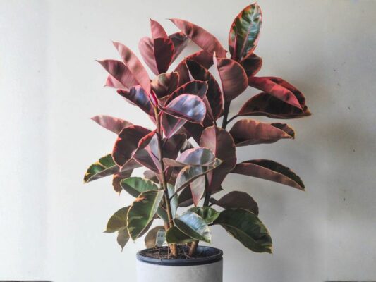 Ficus elastica (rubber)