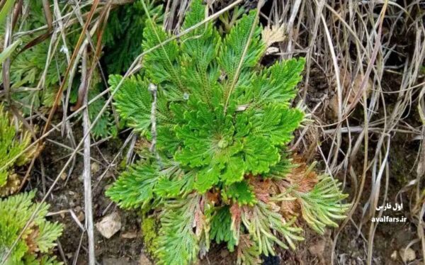 گیاه رستاخیز یا Selaginella lepidophylla 1