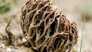 معجزه در دل کویر: گیاه رستاخیز چگونه پس از سالها مرگ، با یک قطره آب زنده میشود؟ 3 گیاه رستاخیز یا Selaginella lepidophylla 2