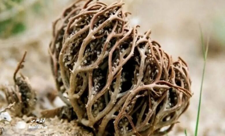 معجزه در دل کویر: گیاه رستاخیز چگونه پس از سالها مرگ، با یک قطره آب زنده میشود؟ 1 گیاه رستاخیز یا Selaginella lepidophylla 2