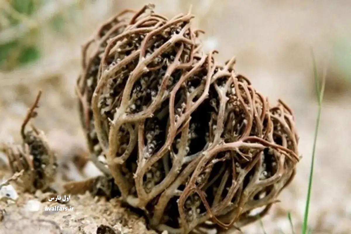 معجزه در دل کویر: گیاه رستاخیز چگونه پس از سال‌ها مرگ، با یک قطره آب زنده می‌شود؟